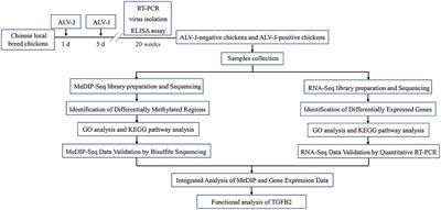 Differential DNA Methylation and Gene Expression Between ALV-J-Positive and ALV-J-Negative Chickens